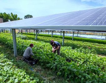Understanding-What-is-Solar-Agrivoltaics-Applications-for-Southern-Africa